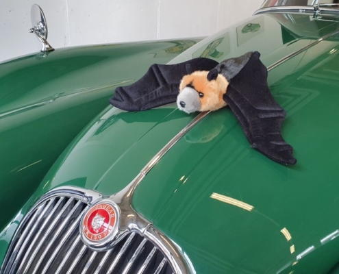 Ein Fledermaus-Stofftier liegt auf der Motorhaube eines grünen Jaguar XK 150. Sie liegt dort, wo üblicherweise die Kühlerfigur in Form eines springenden Jaguars befestigt ist.