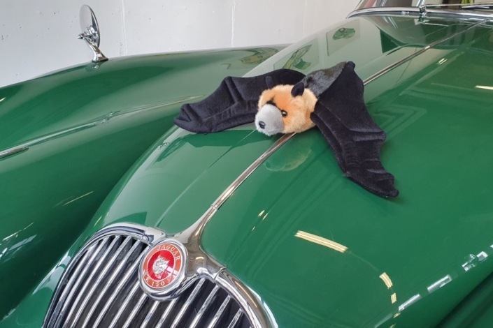 Ein Fledermaus-Stofftier liegt auf der Motorhaube eines grünen Jaguar XK 150. Sie liegt dort, wo üblicherweise die Kühlerfigur in Form eines springenden Jaguars befestigt ist.