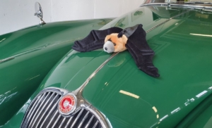 Ein Fledermaus-Stofftier liegt auf der Motorhaube eines grünen Jaguar XK 150. Sie liegt dort, wo üblicherweise die Kühlerfigur in Form eines springenden Jaguars befestigt ist.