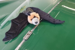 Die Kühlerfigur eines Jaguars wurde ersetzt mit einer verchromten Abdeckung, welche das Firmenlogo der Manufaktur Marton, ein stilisiertes Doppel-M, zeigt. Daneben liegt eine Stofftier-Fledermaus.
